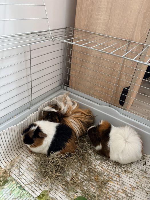 Ferdek i Benek szukaja domu