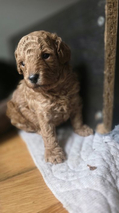Pudel miniaturowy płowy piesek