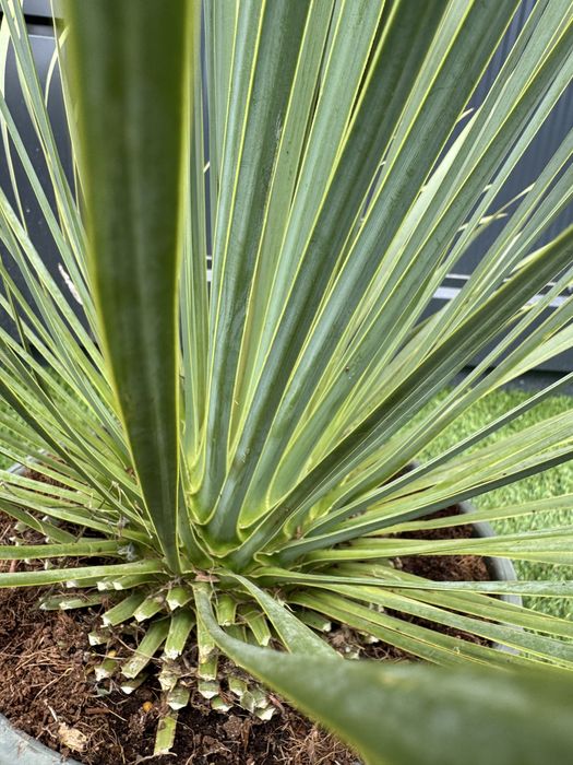 Juka Rostrata Yucca Rostrata 80-90cm