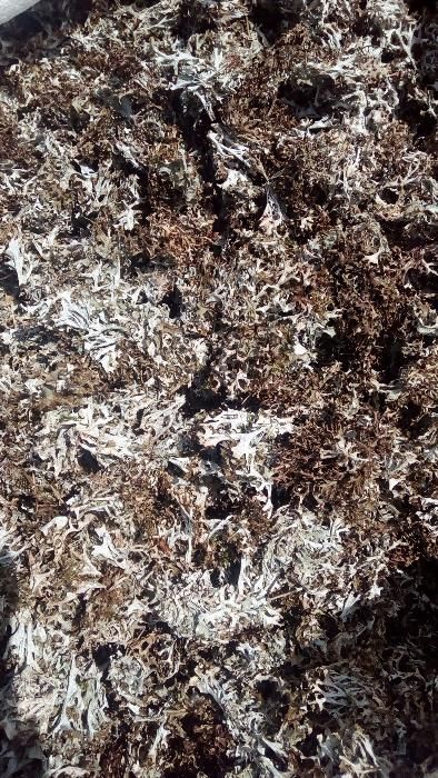 500грам ОПТ Ісландський мох Цетрарія ісландська ОПТ