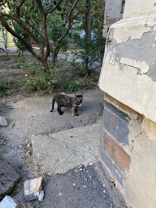 6 котят и мама кошка, ищут дом