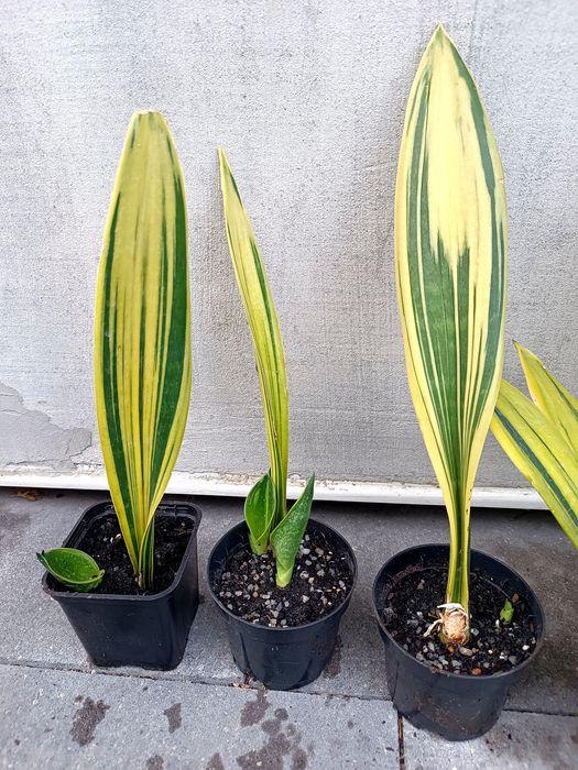 Sansevieria Golden Flame sansewiera