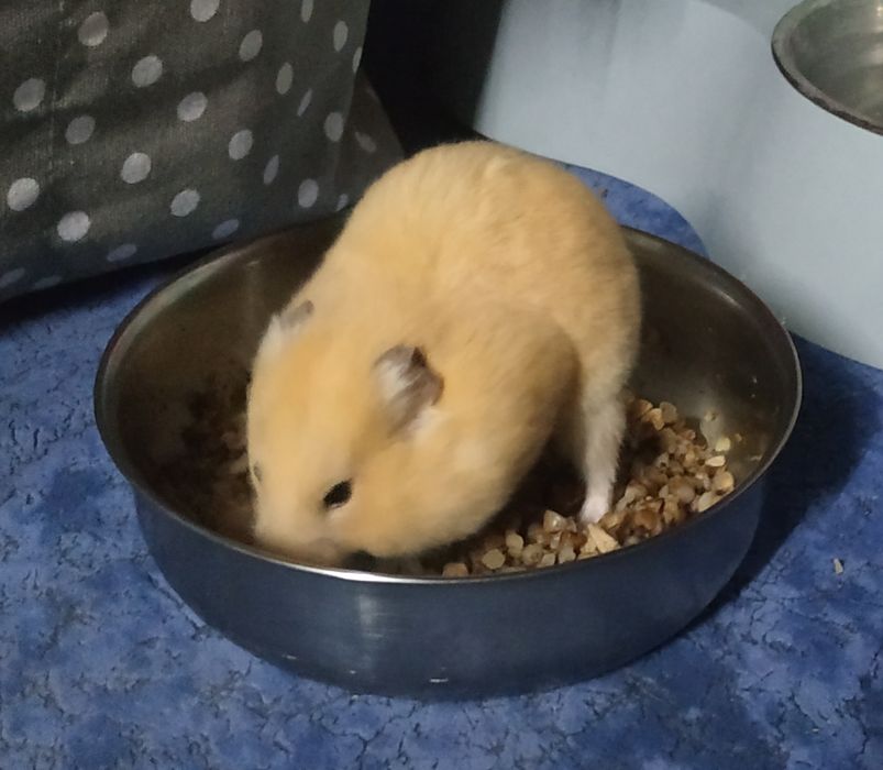 Королівський хом'як