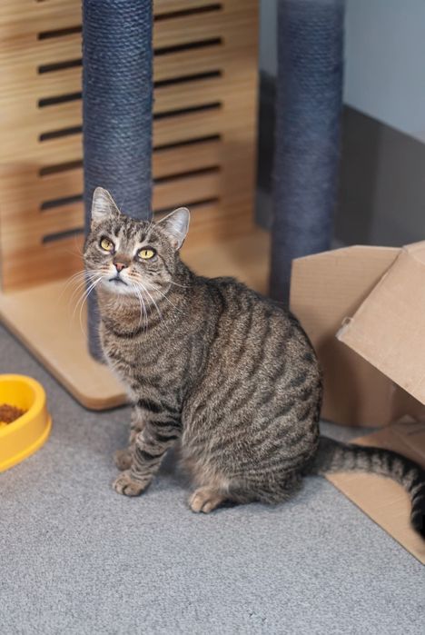 Hera - kotka felv szuka domu