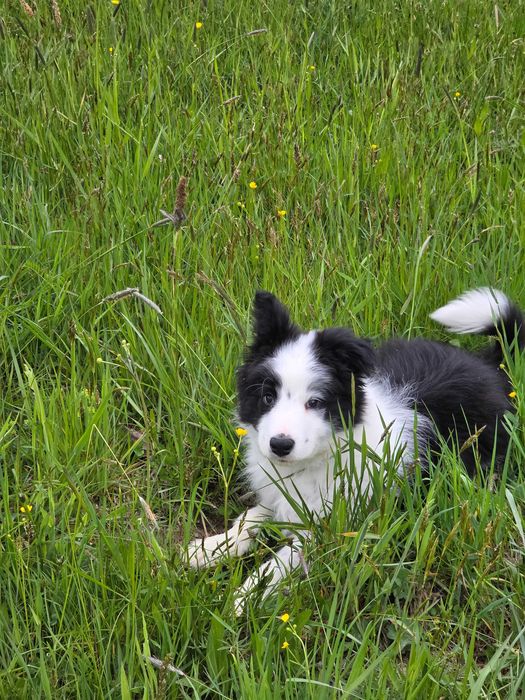 Border Collie ZKWP FCI pies