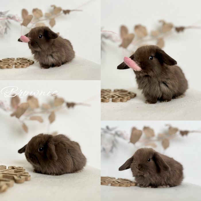 Kroliczki Karzełki Teddy najmniejsza rasa, Mini lopki