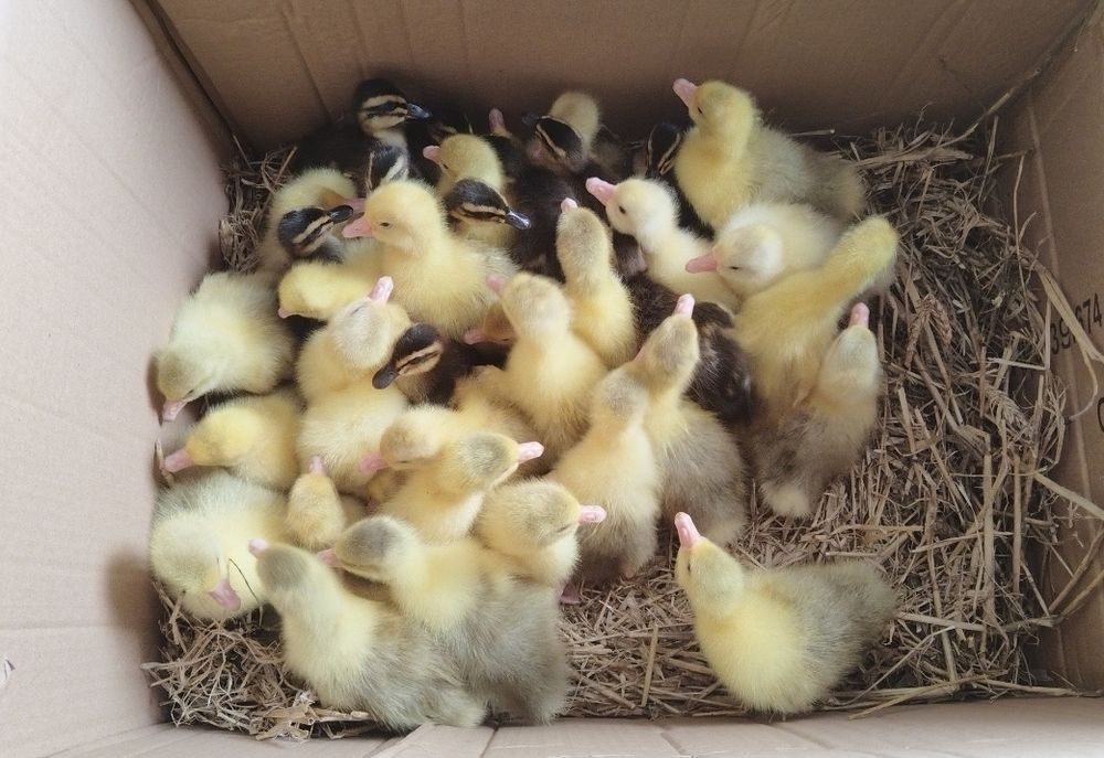 Gesi gaski kaczki biegusy stargard