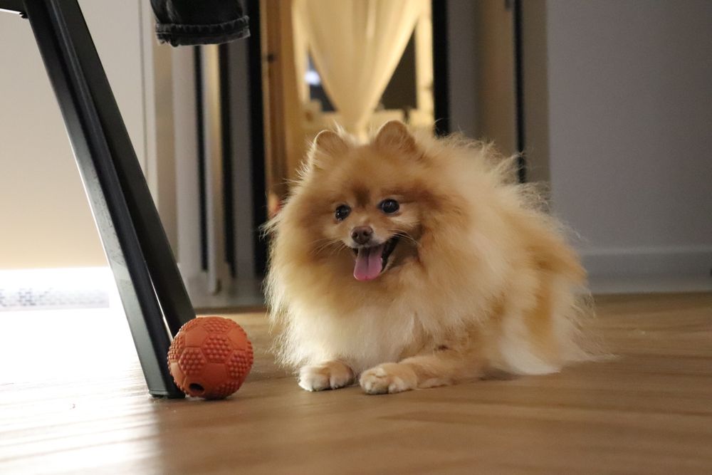 Pomeranian, szpic miniaturowy, rodowód