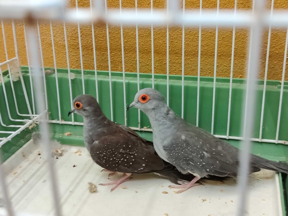 Casais rolas diamante