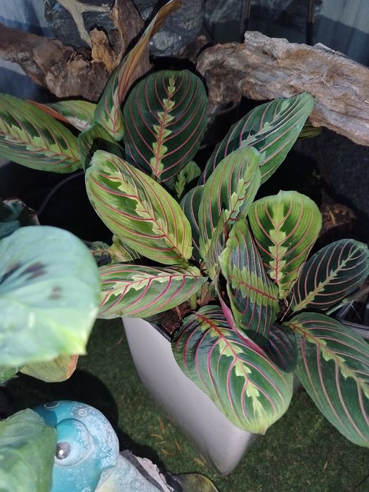 Шикарні яскраві маранти