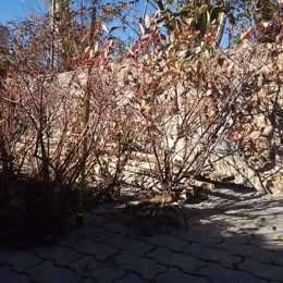 Plantas de mirtilos (mirtileiros)
