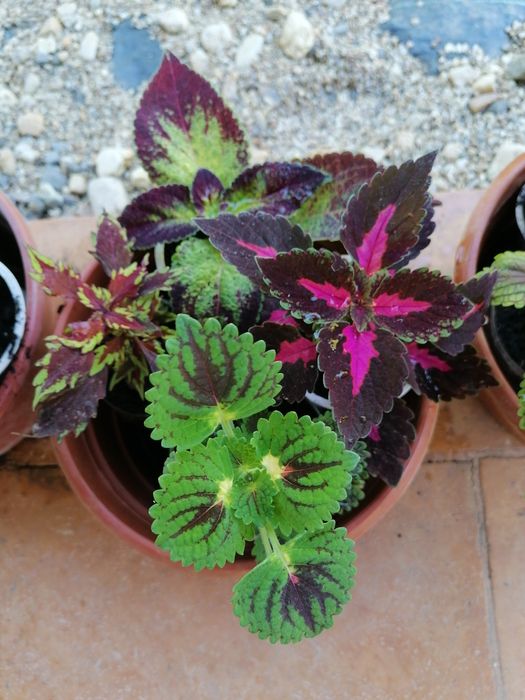 Cztery różne pokrzywki