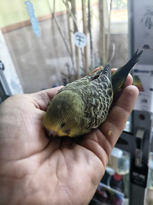 Piriquitos juvenis