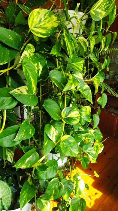 Епіпремнум , сциндапсус  .