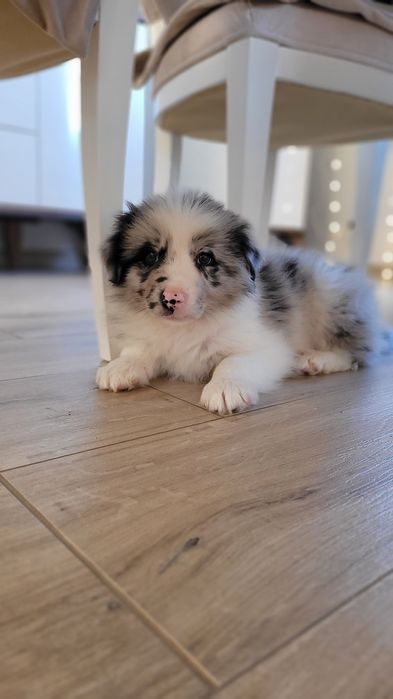 Border Collie Blue-Merle Suczka Piesek