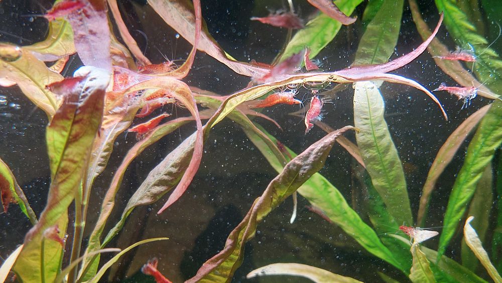 Krewetki Red Cherry (Neocaridina Davidi Var. Red) duże, okazja!