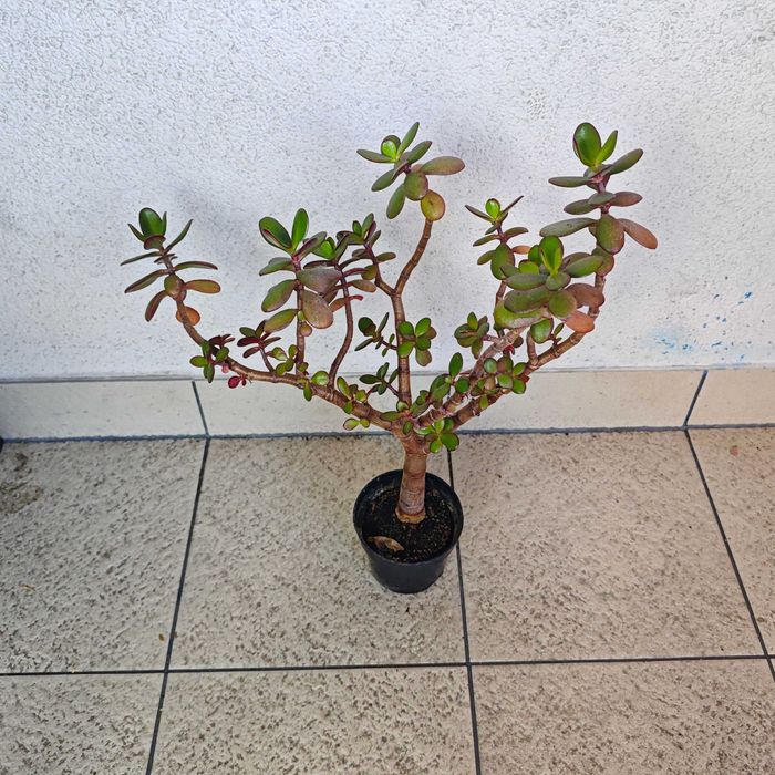 Grubosz Bonsai strzelisty z grubym pniem sukulent drzewko szczęścia