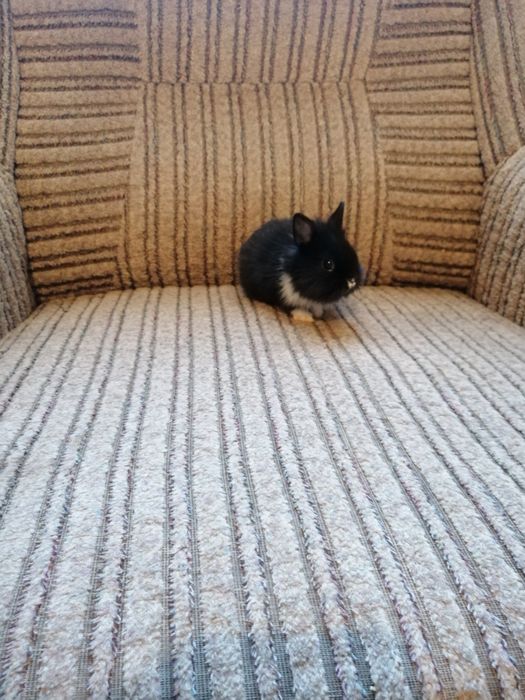 Króliczek karzełek Teddy, Hermelin, gładki