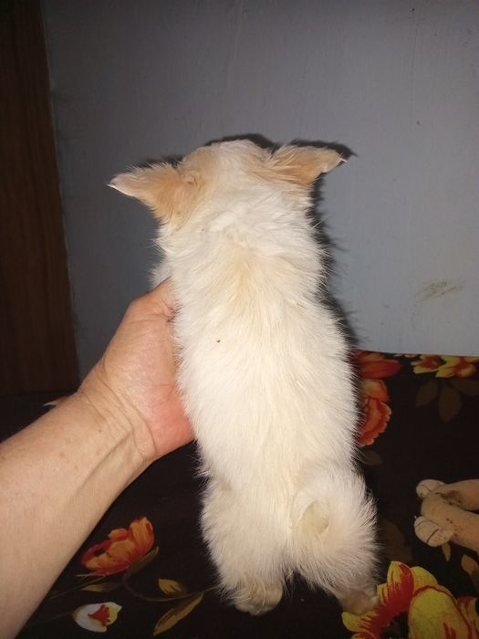 2Дівчинки і хлопчик чішки.