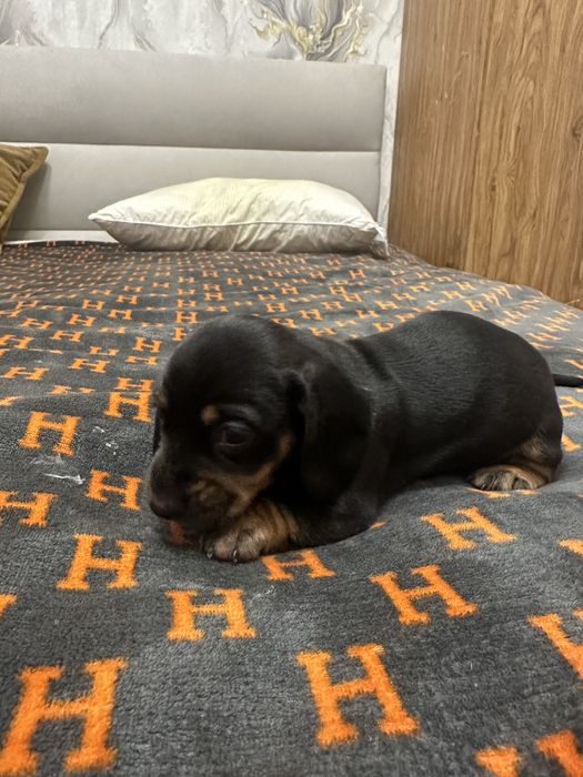 Такса Стандартна