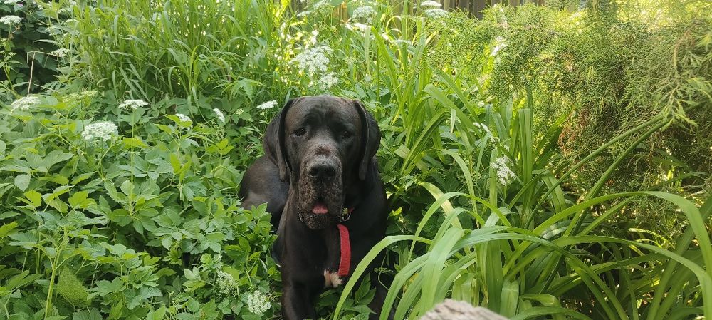 Dog niemiecki szuka dobrego domu i kochającej rodziny