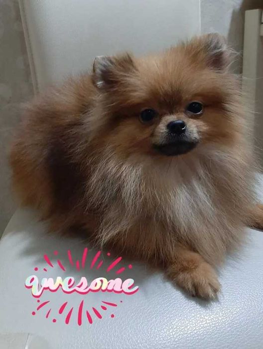 Продам мини шпиц девочка