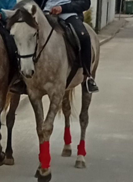 Pondro com 4 anos muito bem montada