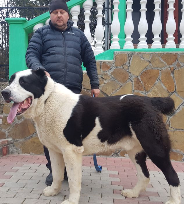 САВ (САО) алабай середньоазіатська вівчарка