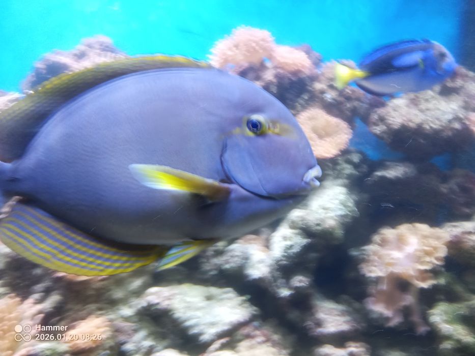 Ryba morska pokolec XXXL 45cm