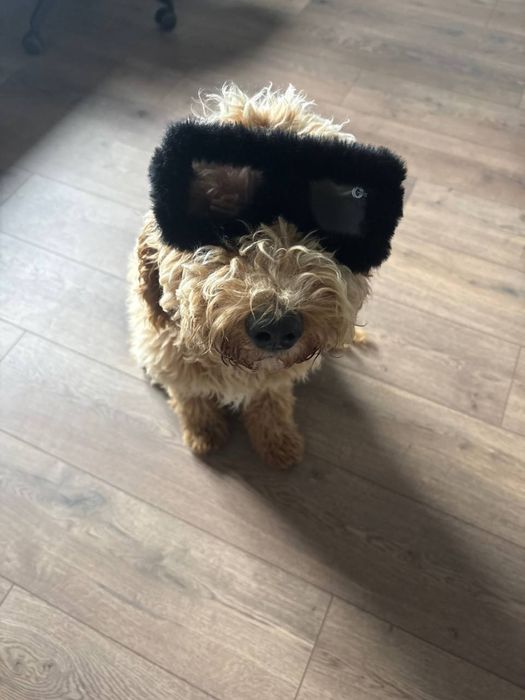 Лабрадудель — найкращі цуценята для справжніх родин