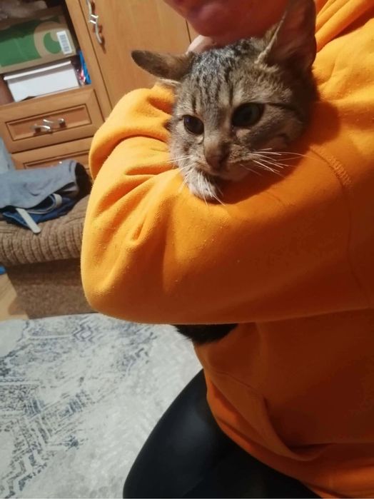 Młoda kotka do pokochania