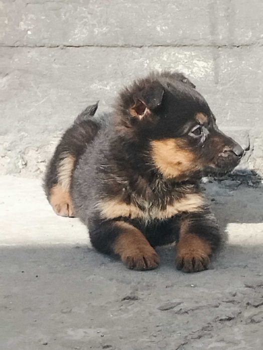 Щенки немецкой овчарки