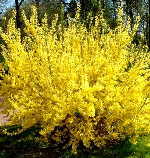 ФорзицияЖасминСирень