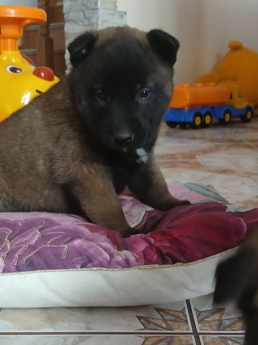 Szczenię owczarek belgijski malinois