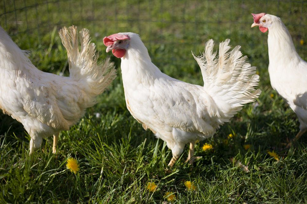 Kury kokoszki nioski Tetra biała jak leghorn dostawa Gratis