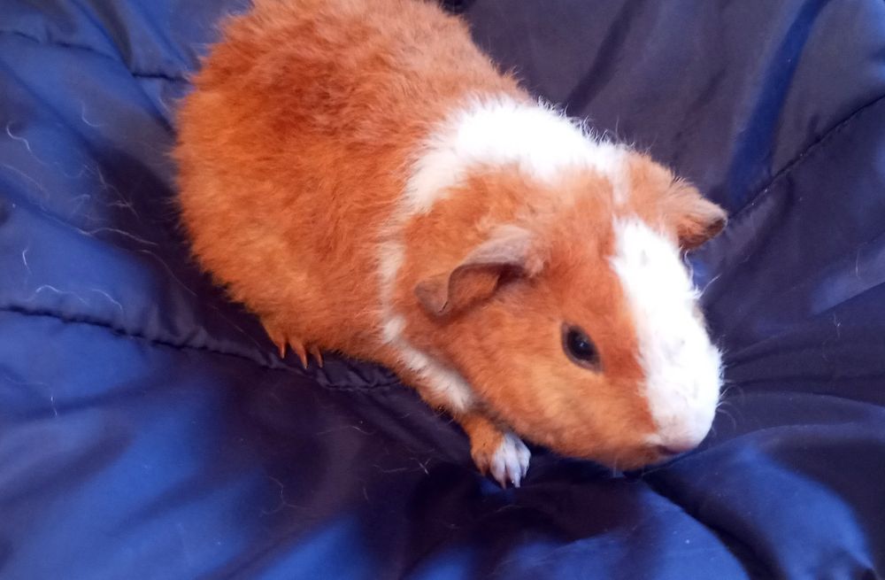 Морська свинка свинтус