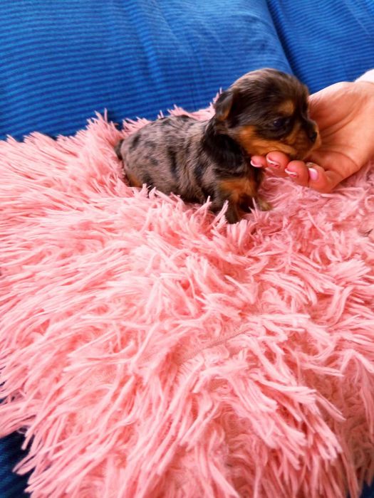 Piękna suczka York merle miniaturka Yorkshire Terrier blueberry