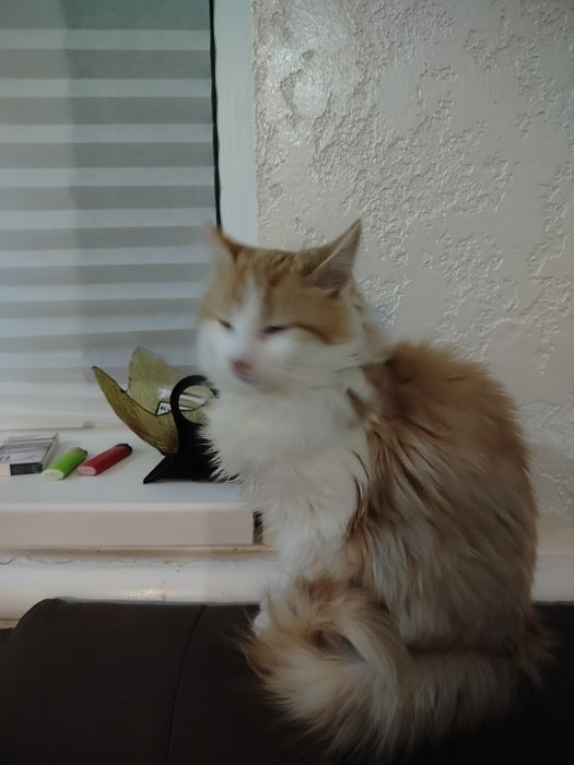 Котик,лагідний шукає сім'ю