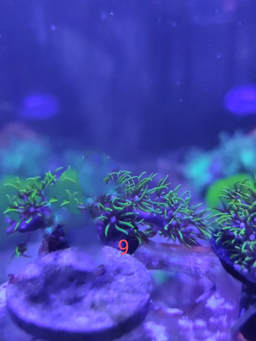 Vários frags fácil manutenção (Kenya tree, GSP, Sinularias) faço envios