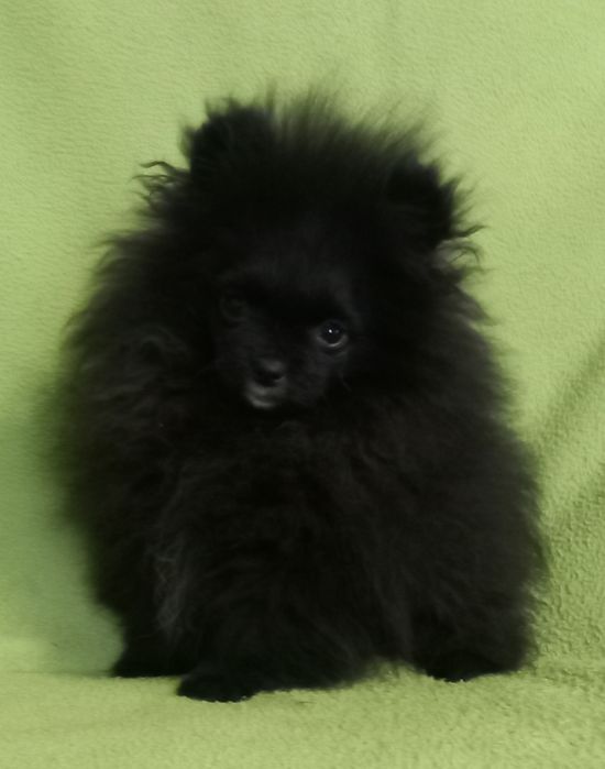 Мини мальчик померанского шпица