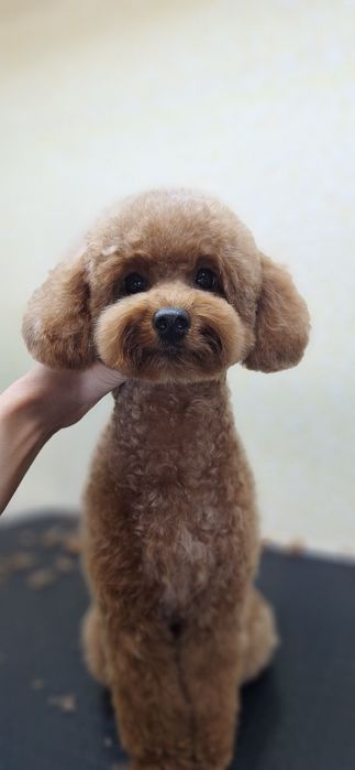 Грумінг.Київ Дарницький,Дніпровський| Груминг Киев:Стрижка,