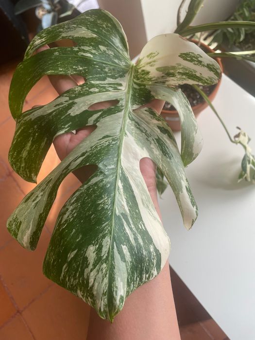 Monstera deliciosa variegata