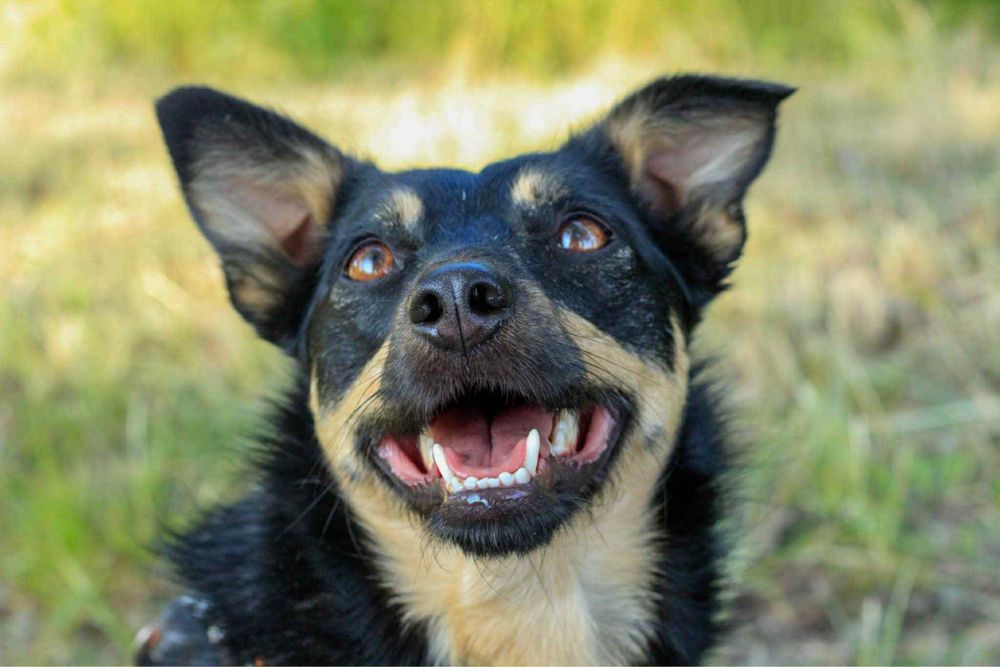 Zara – nieśmiała, wesoła sunia do pokochania! Adopcja