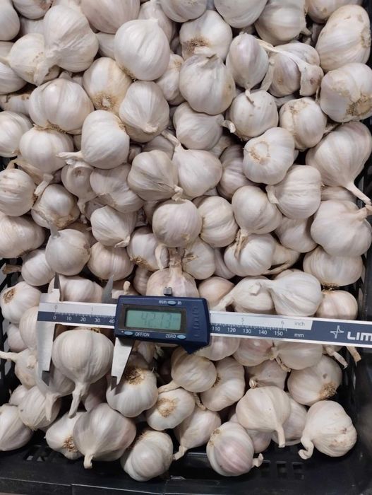 Czosnek polski, Jarus