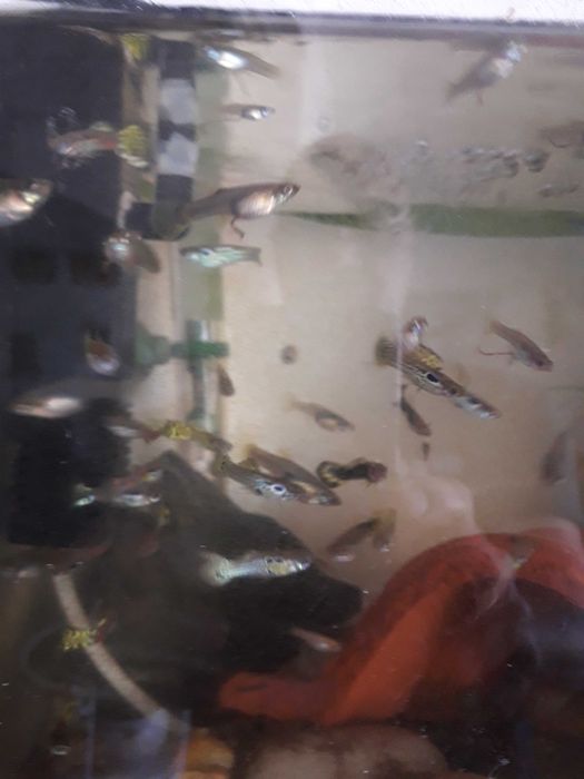 Guppys SÓ  Guppys
