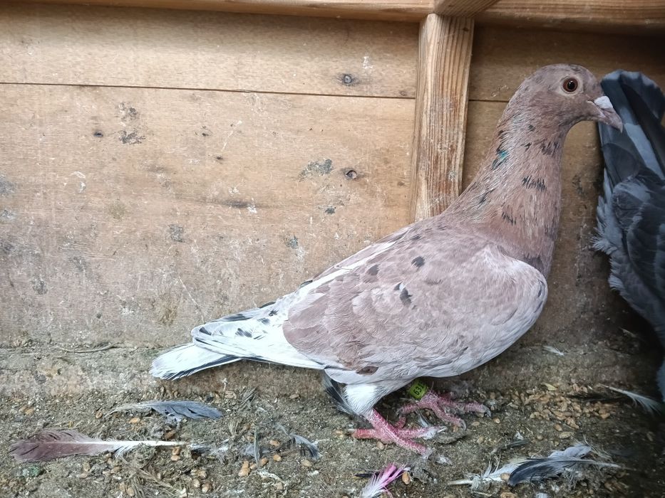 Gołębie pocztowe Almond