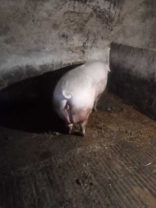 Продам льоху.Дуже гарну