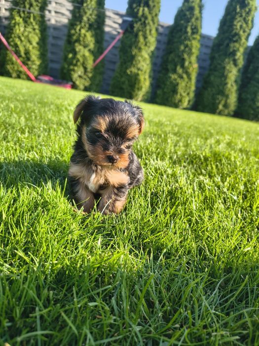 Yorkshire Terrier