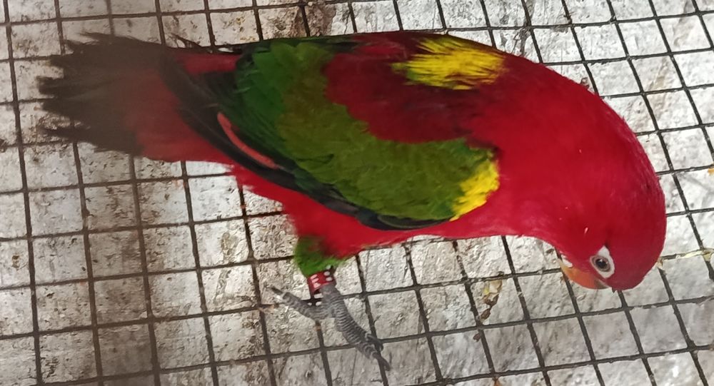 Para cedência Lory Garrulus