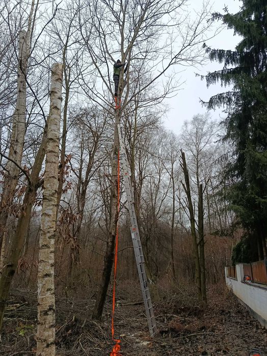 Wycinka drzew, wysokich, pochylonych, trudnych do usunięcia.